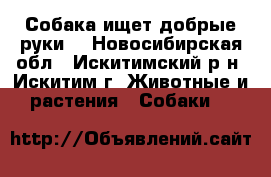 Собака ищет добрые руки  - Новосибирская обл., Искитимский р-н, Искитим г. Животные и растения » Собаки   
